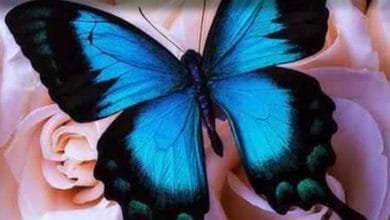 دانلود آهنگ های بندری شاد