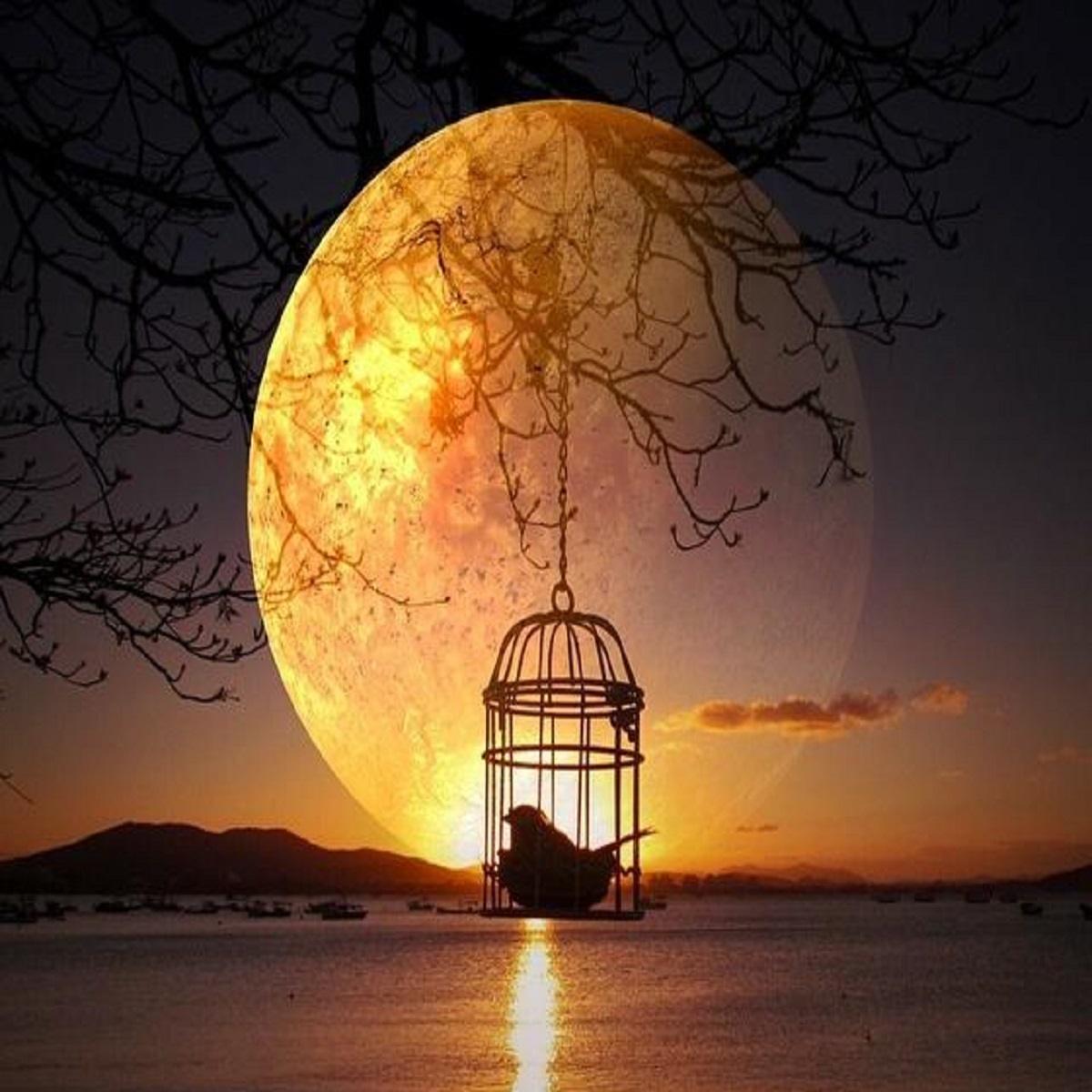 ریمیکس باور