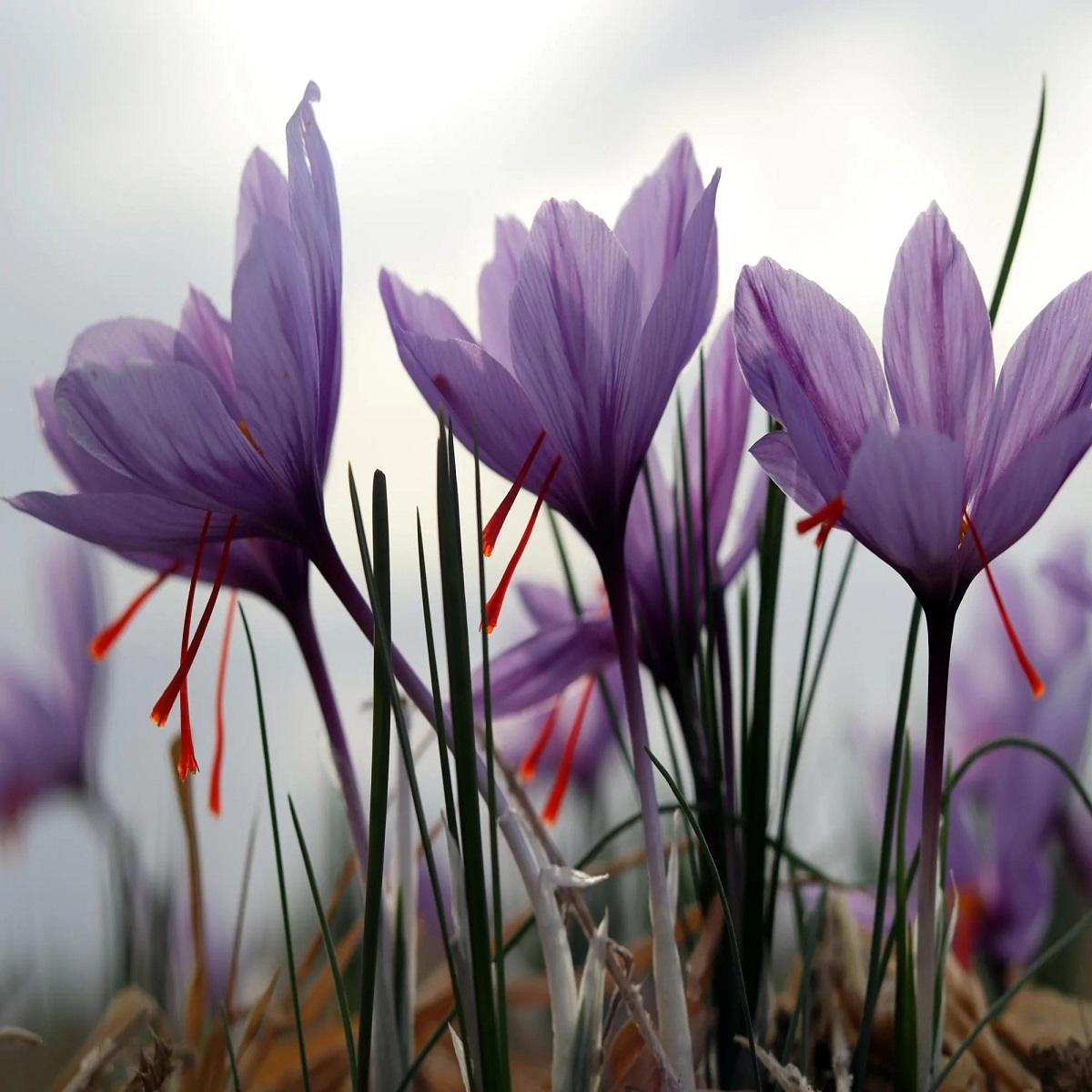 دانلود آهنگ بغل بغل یه دشت گل فقط (هوش مصنوعی) آهنگ بغل بغل یه دشت گل فقط (هوش مصنوعی)