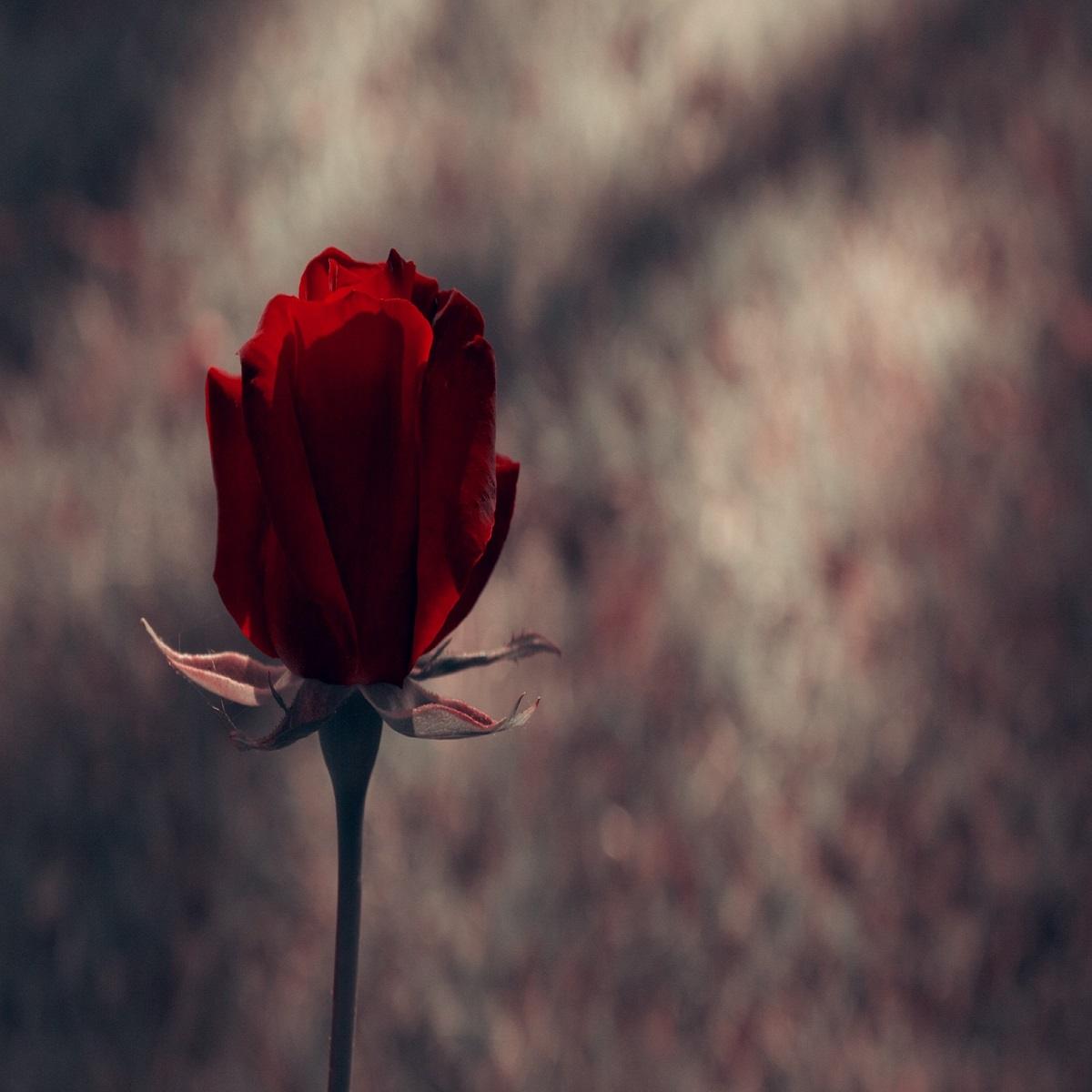 دانلود آهنگ یه بت ازت ساختم تو این قلبم (هوش مصنوعی) آهنگ یه بت ازت ساختم تو این قلبم (هوش مصنوعی)